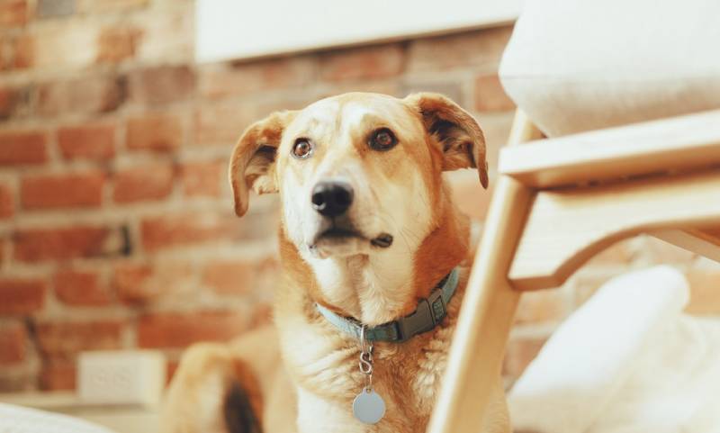 Leland House Suites of Durango