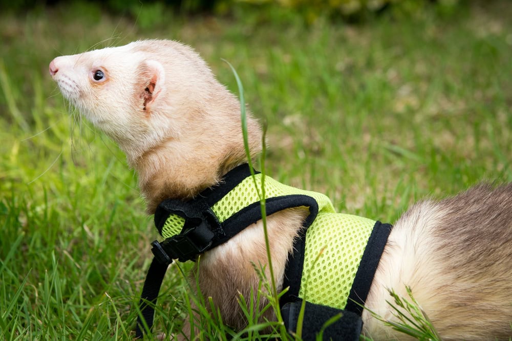 Male cinnamon pet ferret in a harness playing in the garden
