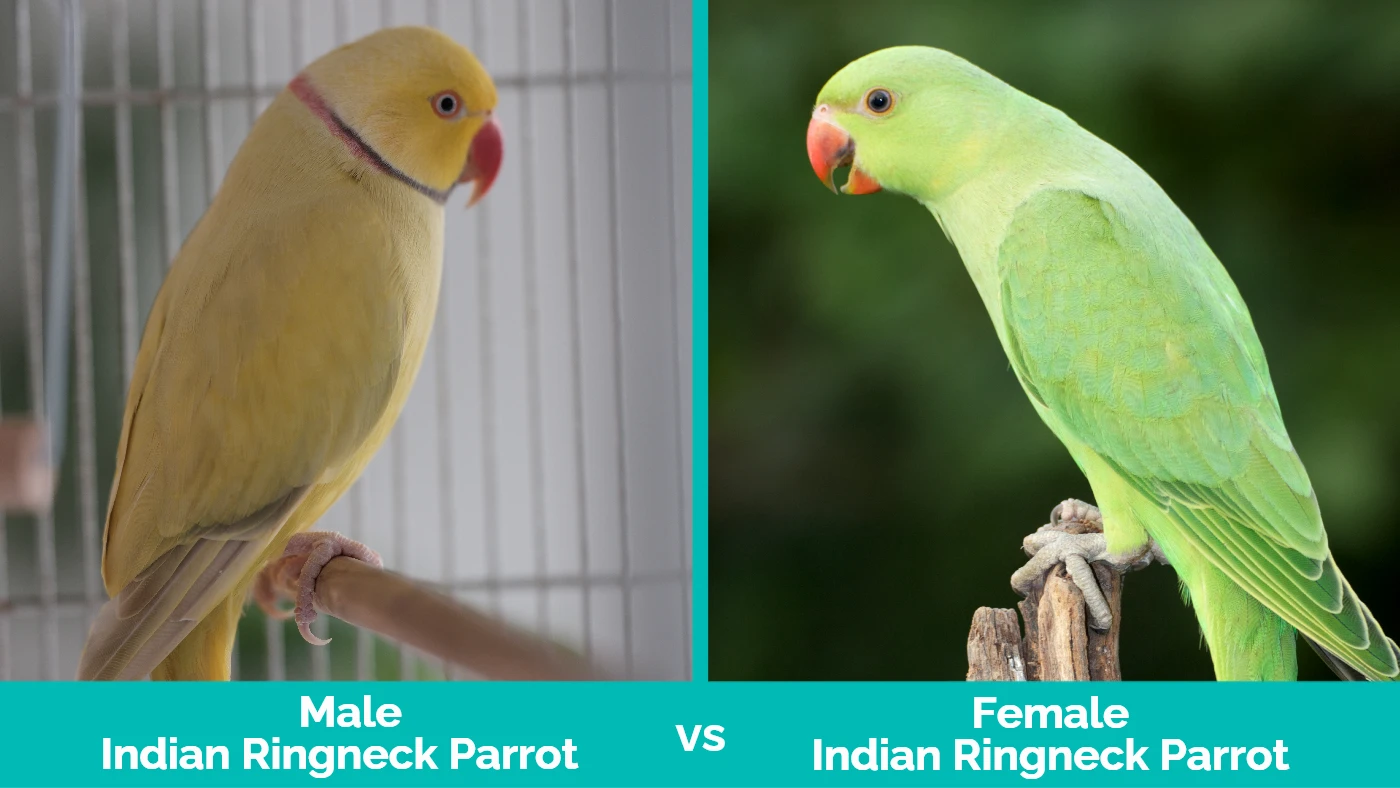 Male vs Female Indian Ringneck Parrot - Visual Differences