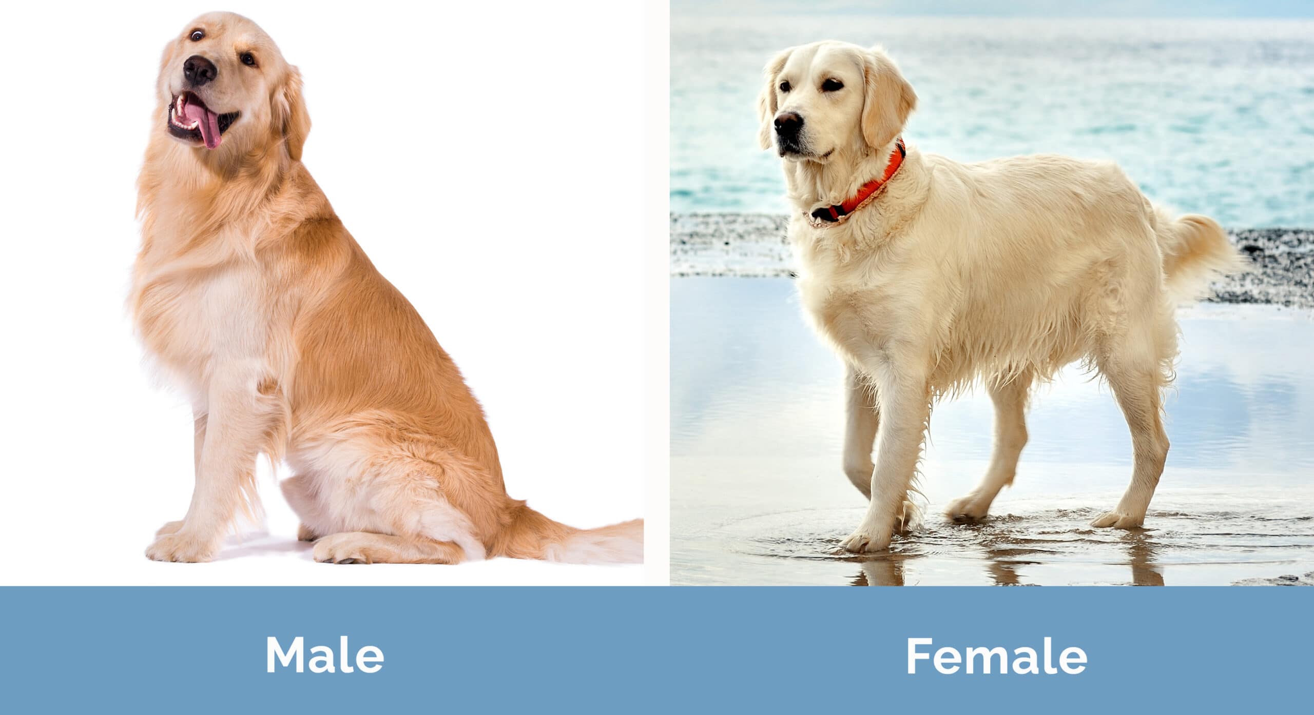 Male vs Female dog side by side