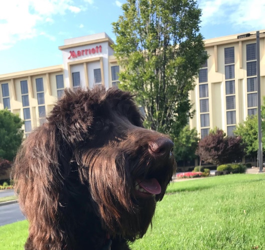 Marriott Hotel