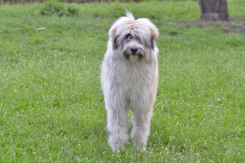 Mioritic Sheepdog standing on grass