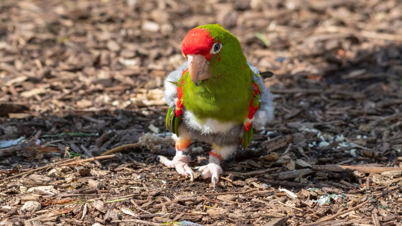 Mitred Conure