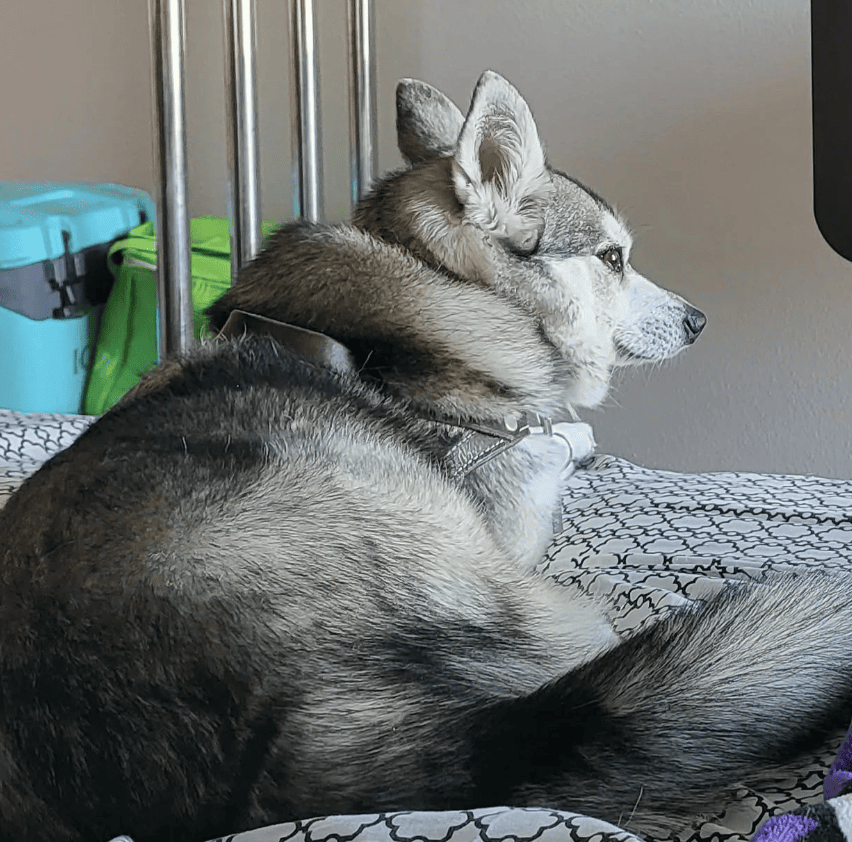 Motel 6 Las Vegas, NV Downtown Fremont St_piper_alaskankleekai
