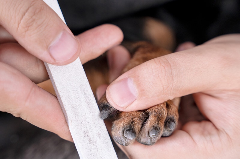 Nail file dog nail
