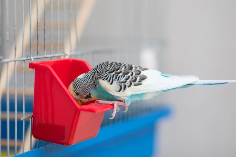 Parakeet eating from a bird feeder