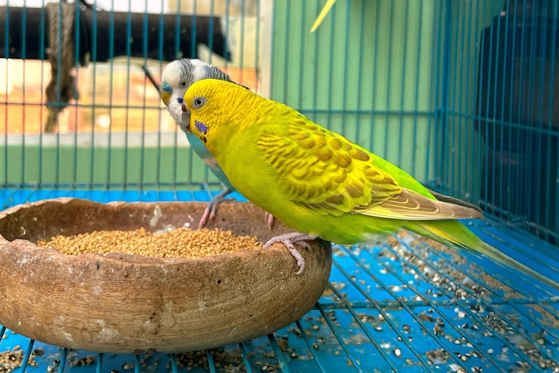 Parakeets eating bird feed inside the cage