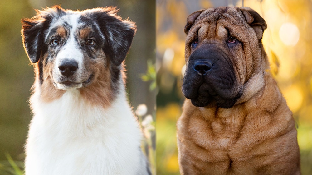 Parent Breeds of Australian Shepherd Shar Pei Mix