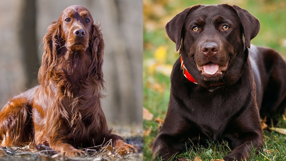 Parent Breeds of the Irish Setter Lab Mix