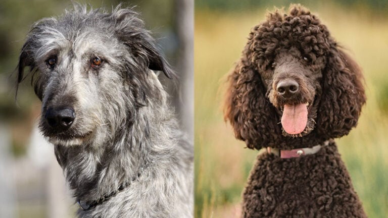 Native Doodle Irish Wolfadoodle: Pictures, Care Guide, Temperament & Traits | Hepper ...