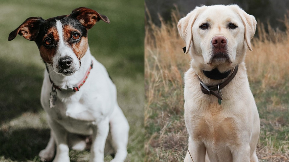 Parent Breeds of Jackador