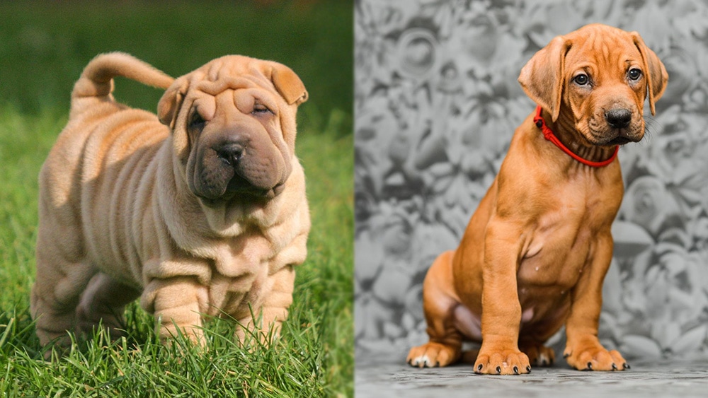 Parent Breeds of the Shar Pei Rhodesian Ridgeback Mix (puppy version)