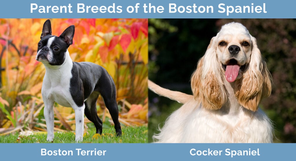 Parent Breeds of the Boston Spaniel