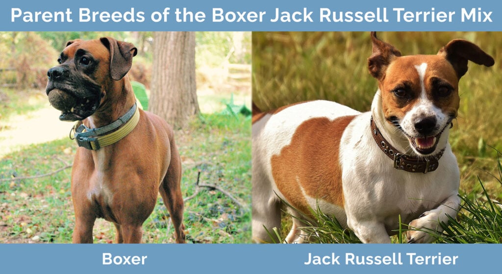 Parent Breeds of the Boxer Jack Russell Terrier Mix