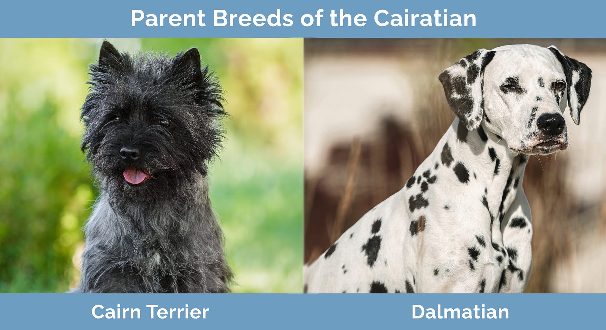Parent Breeds of the Cairatian