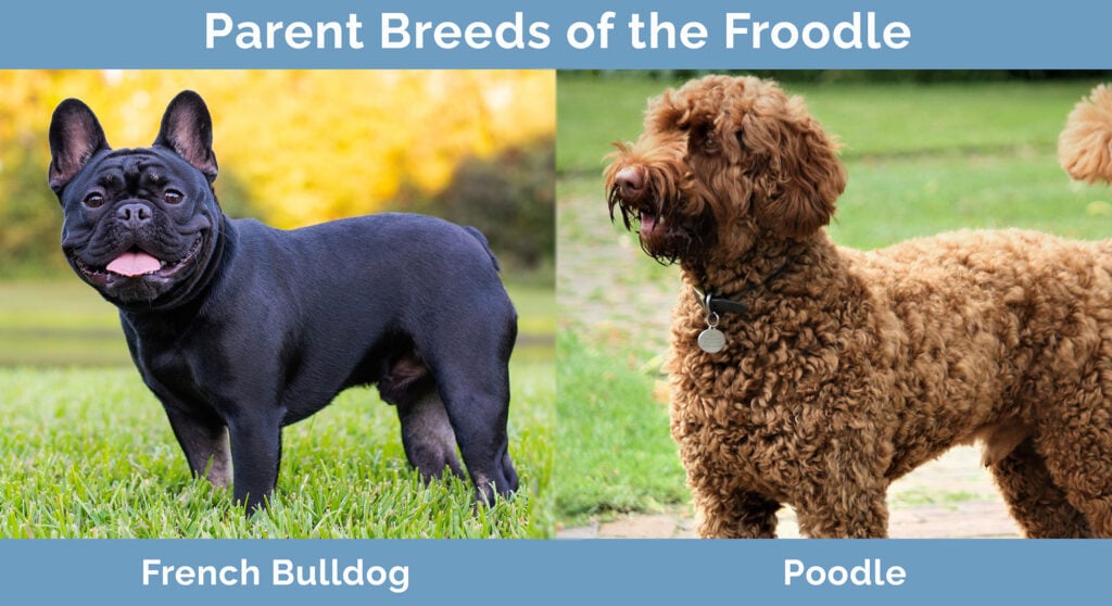 Parent Breeds of the Froodle