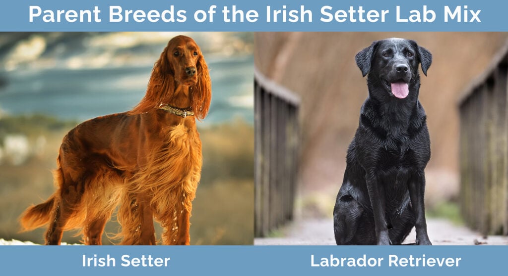 Parent Breeds of the Irish Setter Lab Mix