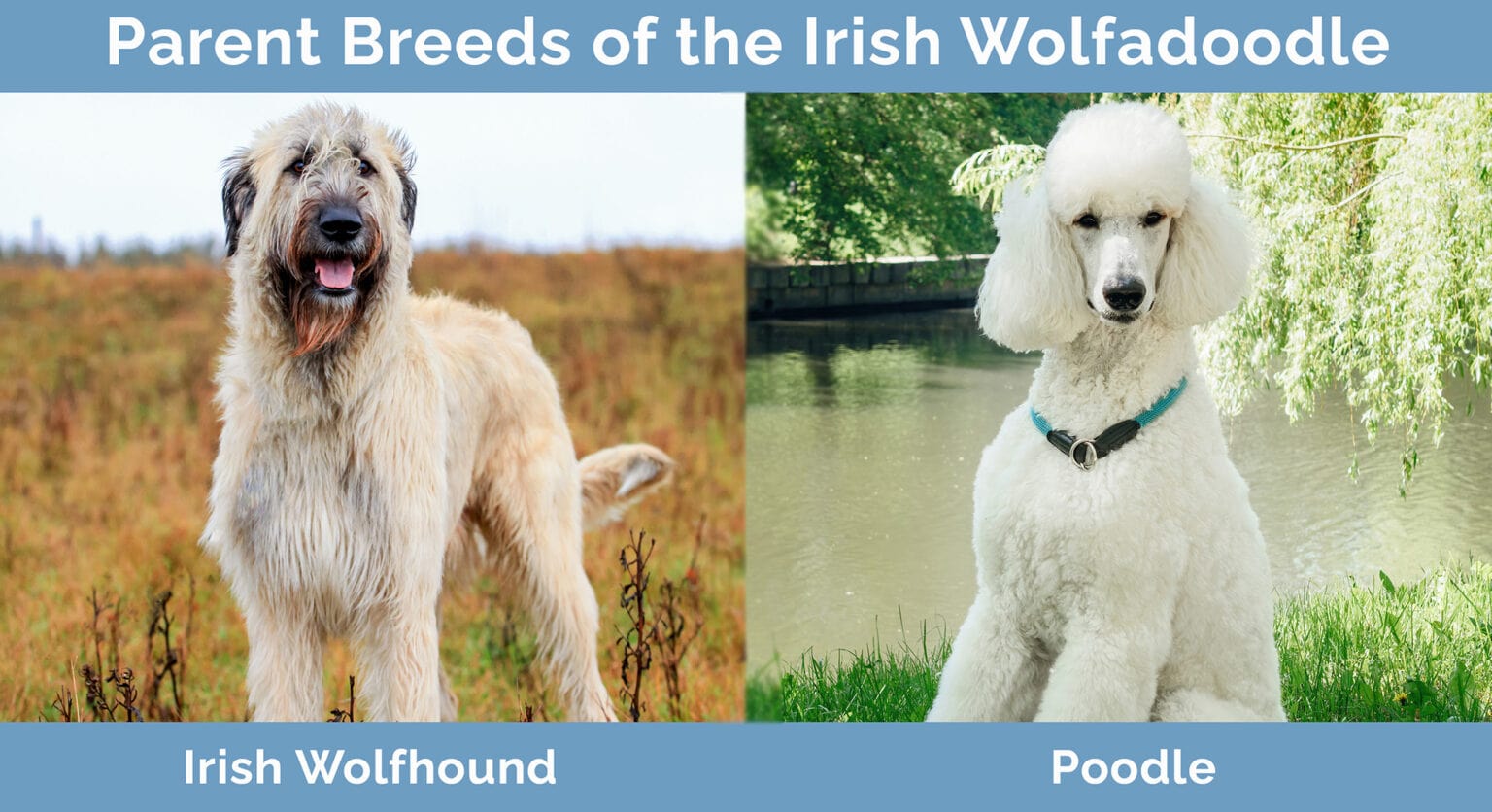 Native Doodle Irish Wolfadoodle: Pictures, Care Guide, Temperament & Traits | Hepper ...