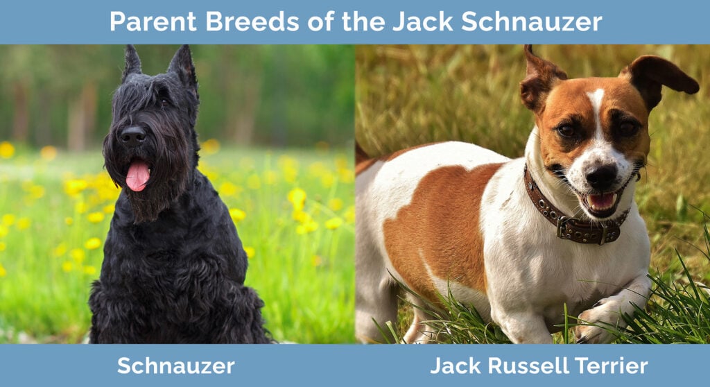 Parent Breeds of the Jack Schnauzer