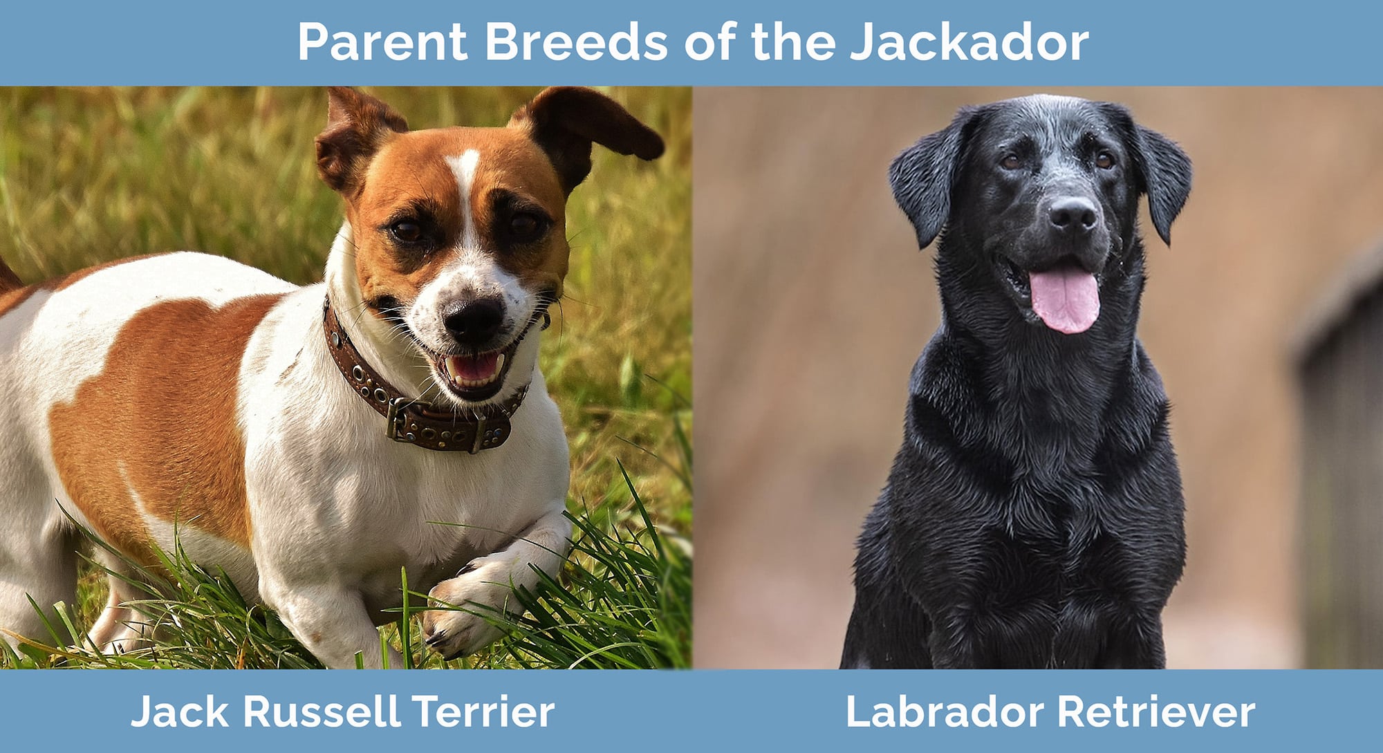 Parent Breeds of the Jackador