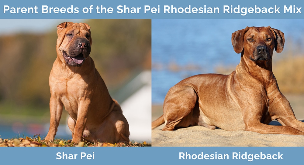 Parent Breeds of the Shar Pei Rhodesian Ridgeback Mix