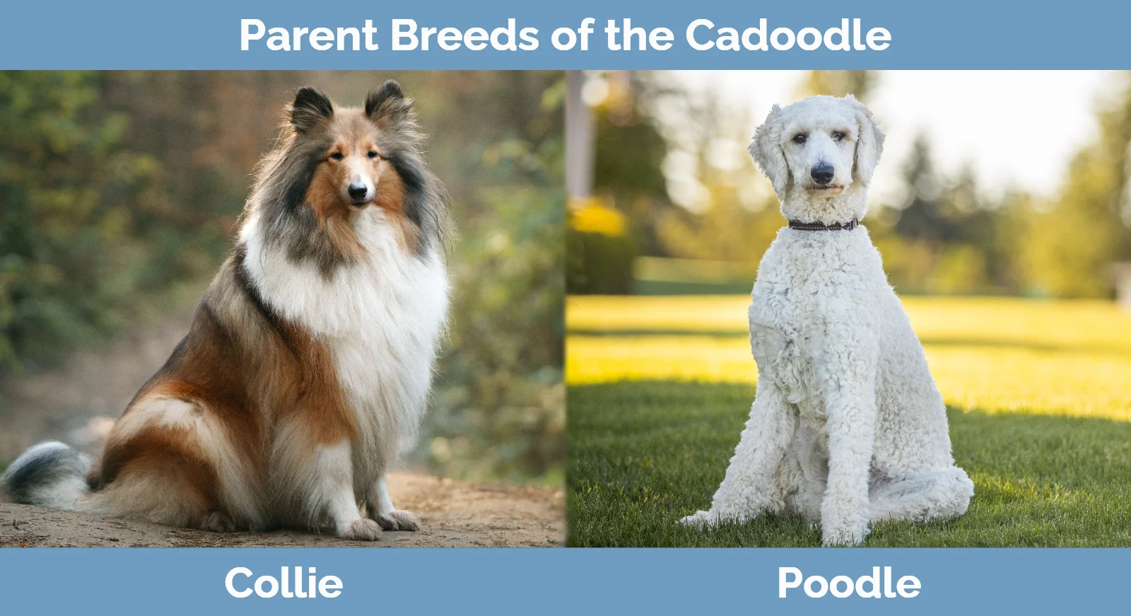 Parent breeds of the Cadoodle (Collie & Poodle Mix)