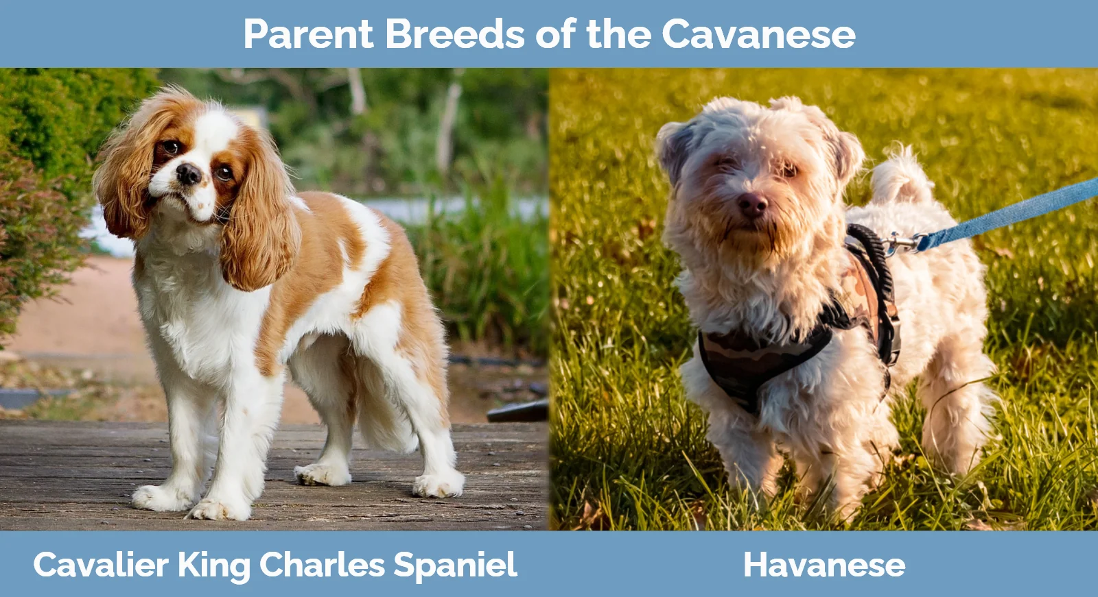 Parent breeds of the Cavanese
