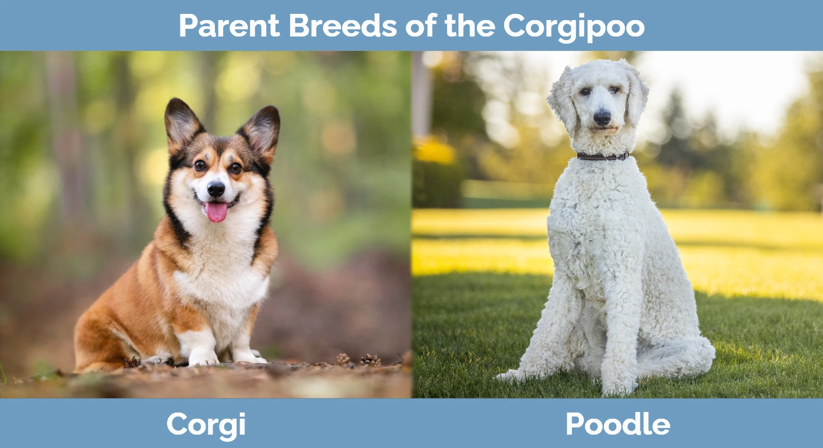 Parent breeds of the Corgipoo (Corgi Poodle Mix)
