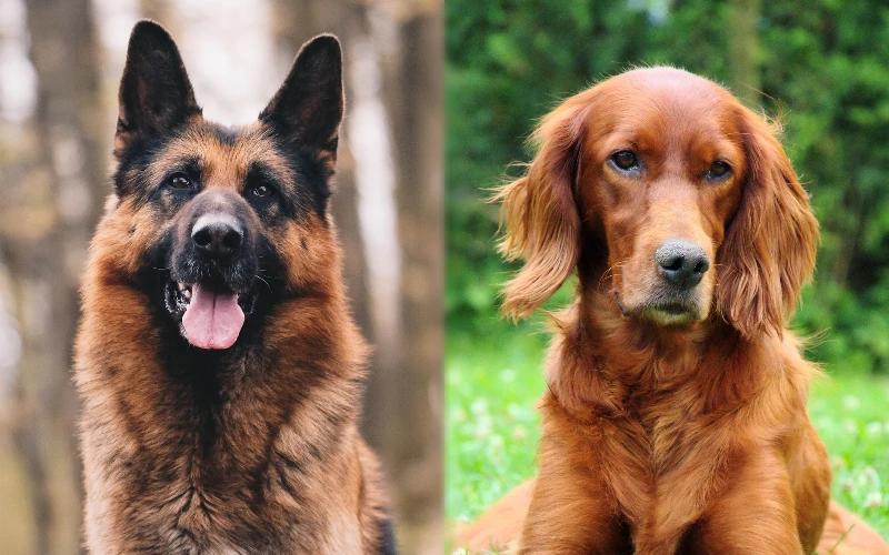 Parent breeds of the German Shepherd Irish Setter Mix