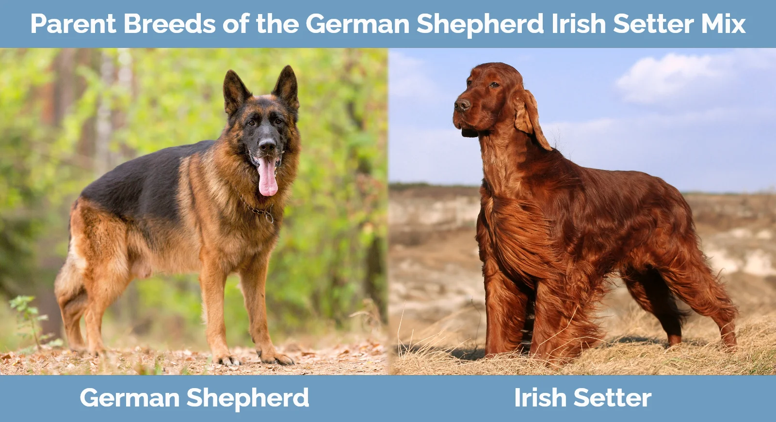 Parent breeds of the German Shepherd Irish Setter Mix