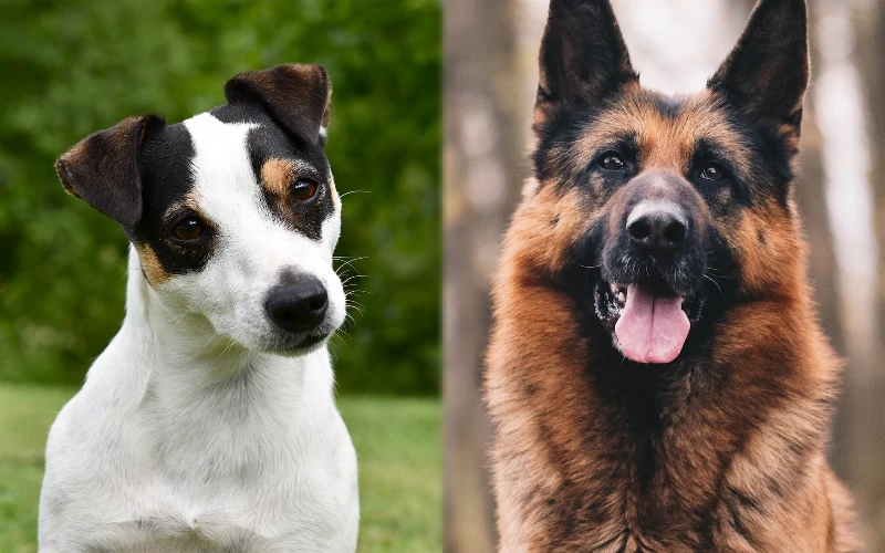 Parent breeds of the Jack Russell Terrier German Shepherd Mix - Featured Image