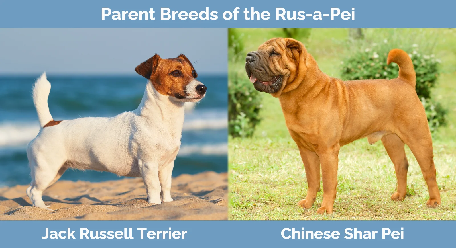 Parent breeds of the Rus-a-Pei (Jack Russell Shar Pei Mix)