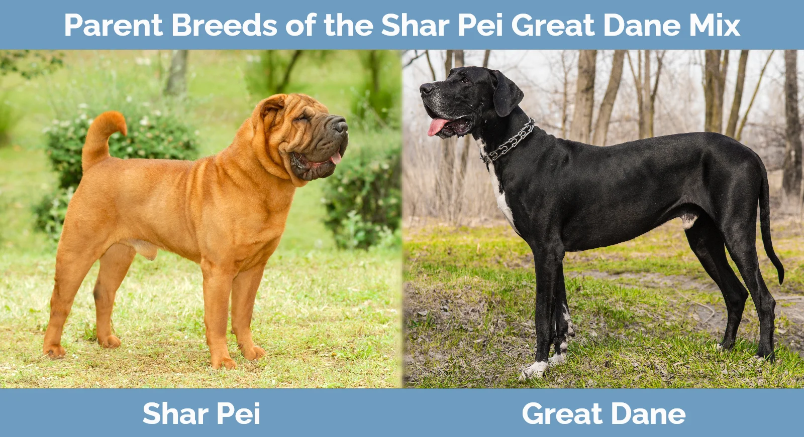 Parent breeds of the Shar Pei Great Dane Mix