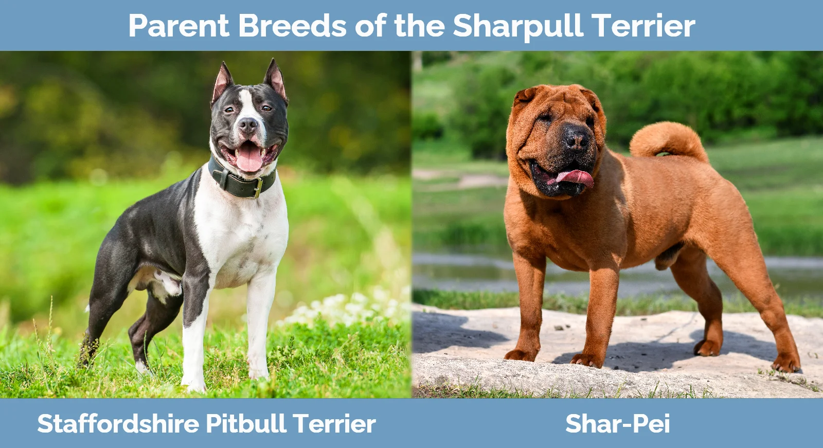 Parent breeds of the Sharpull Terrier