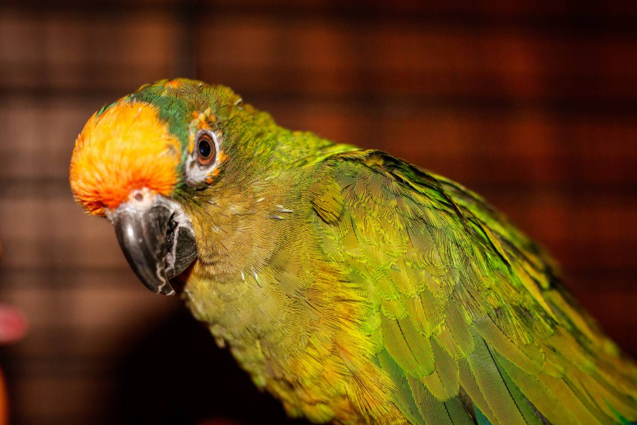 Peach-Fronted Conure
