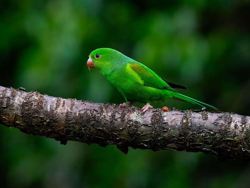 Plain Parakeets