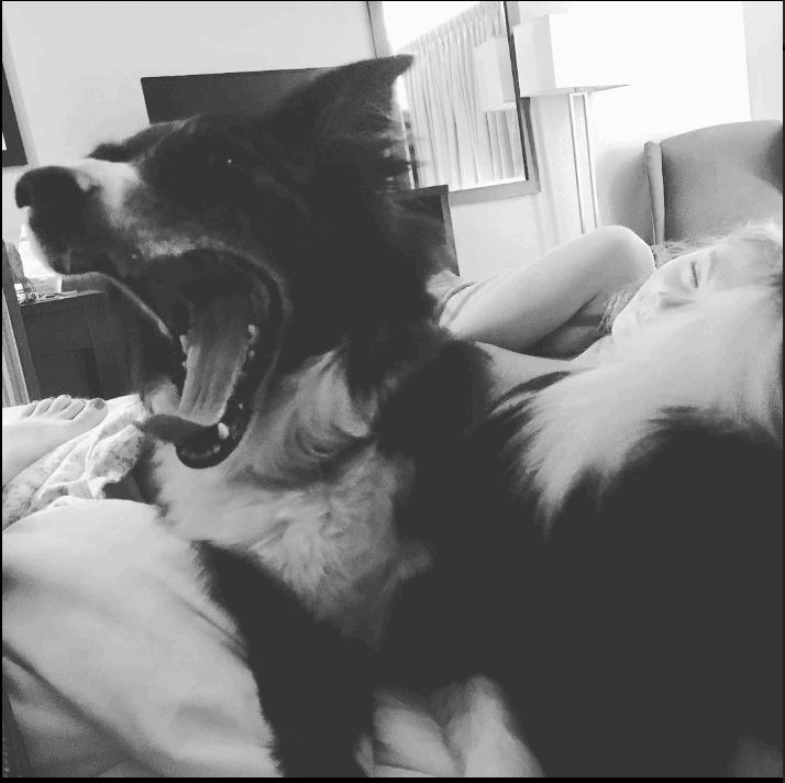 Riversage Billings Inn_silverspringranch