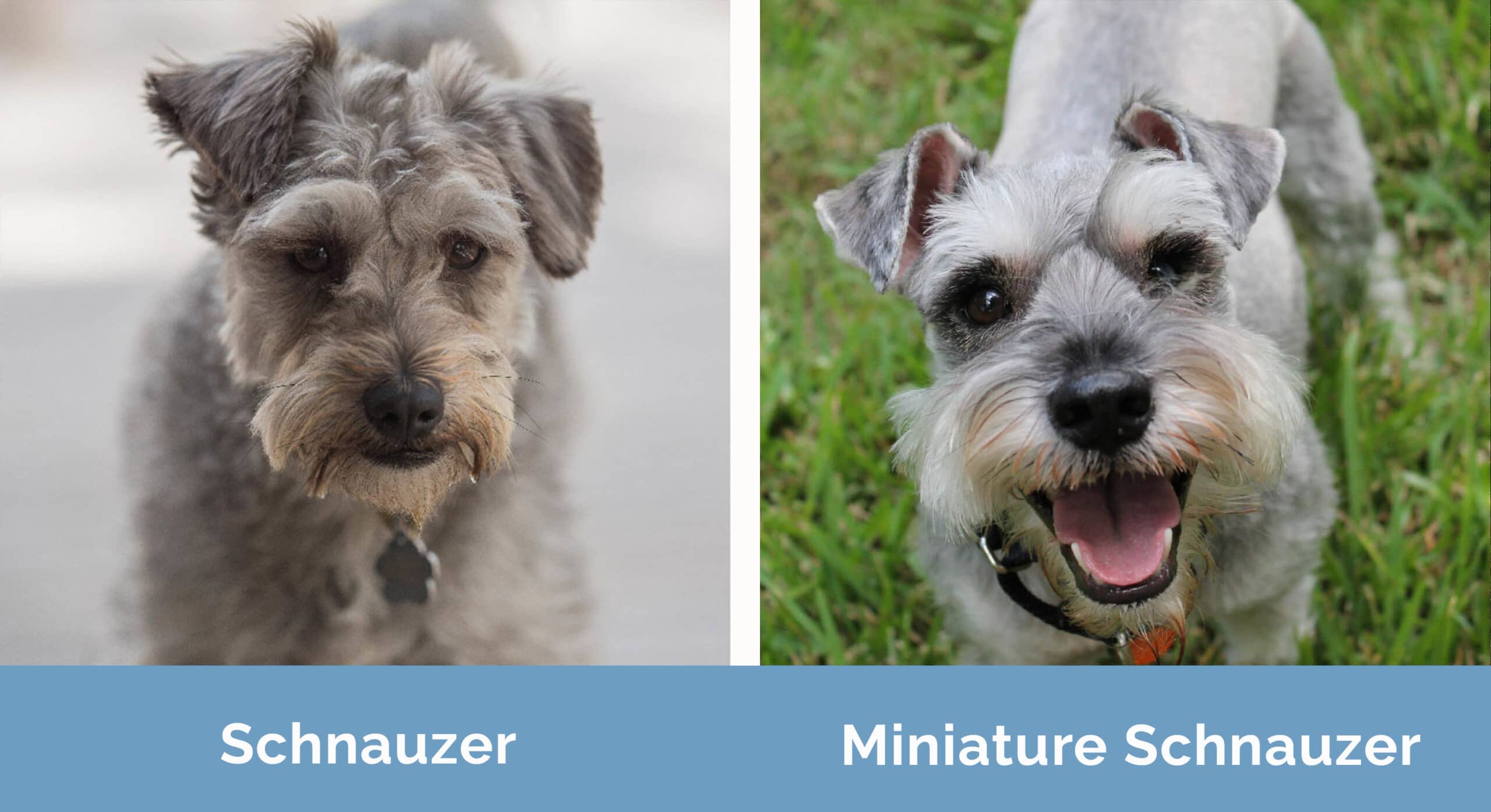 Schnauzer vs Miniature Schnauzer