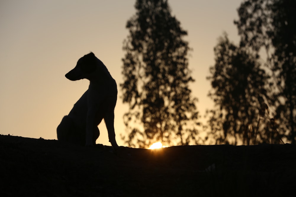 Shadow of the Dog or Silhouette shot