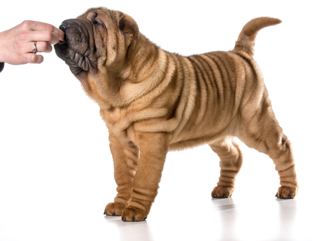 Shar Pei puppy given a treat