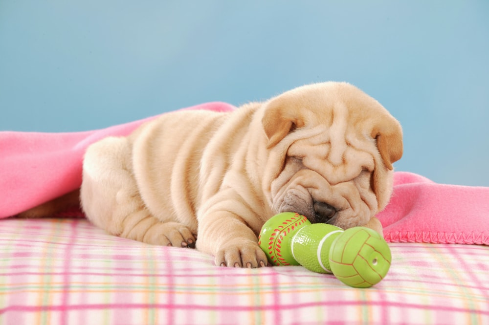 Shar Pei puppy in bed with toy