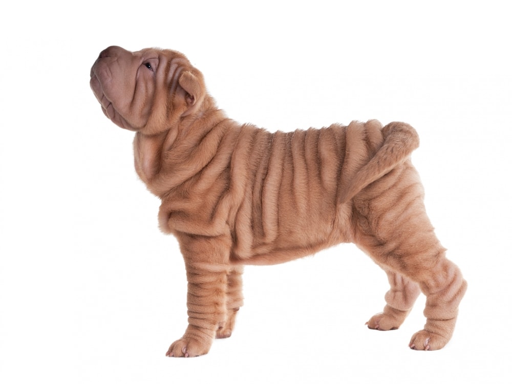 Shar Pei puppy standing on white background