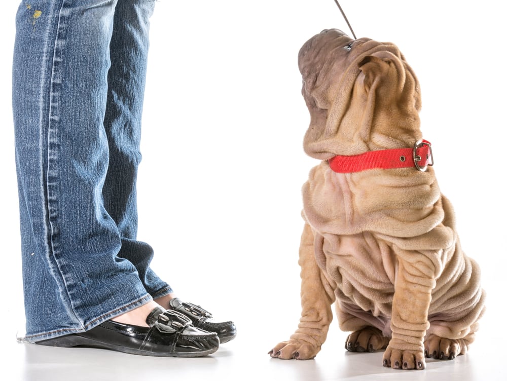 Shar pei puppy getting trained