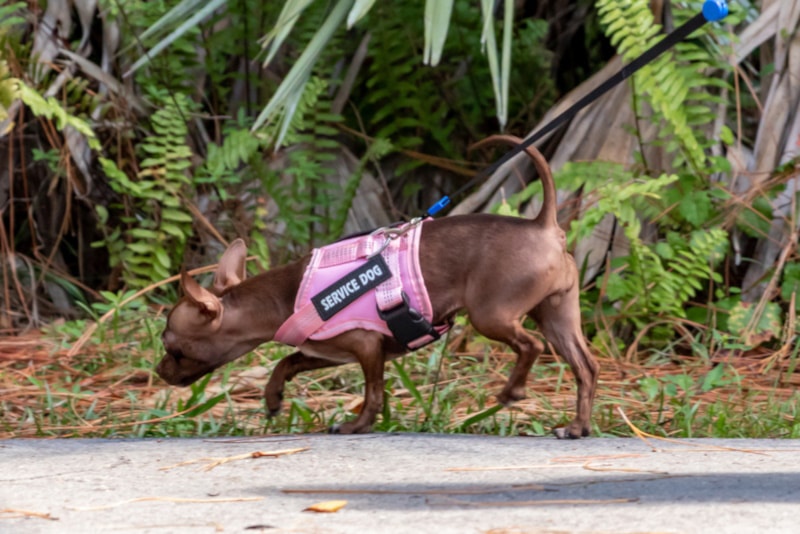 Small service dog with vest walking near Boston ferns