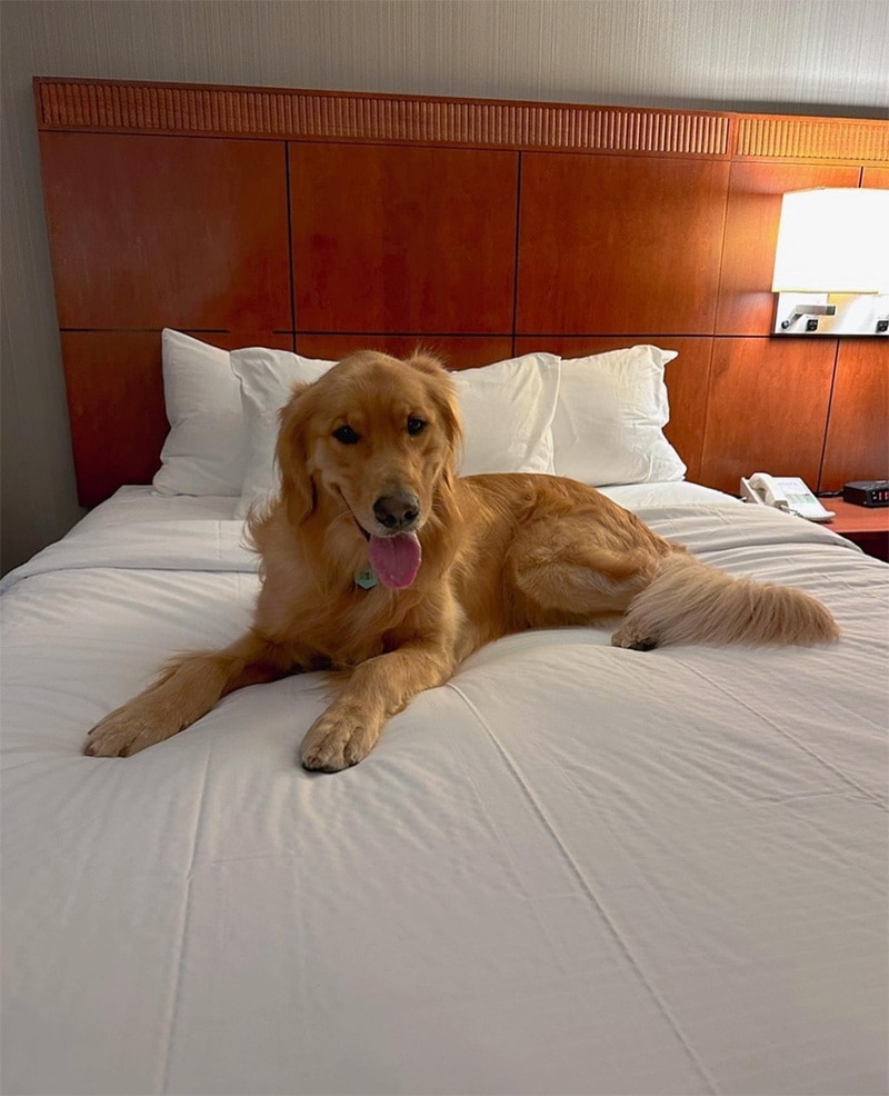 Sonestahotels