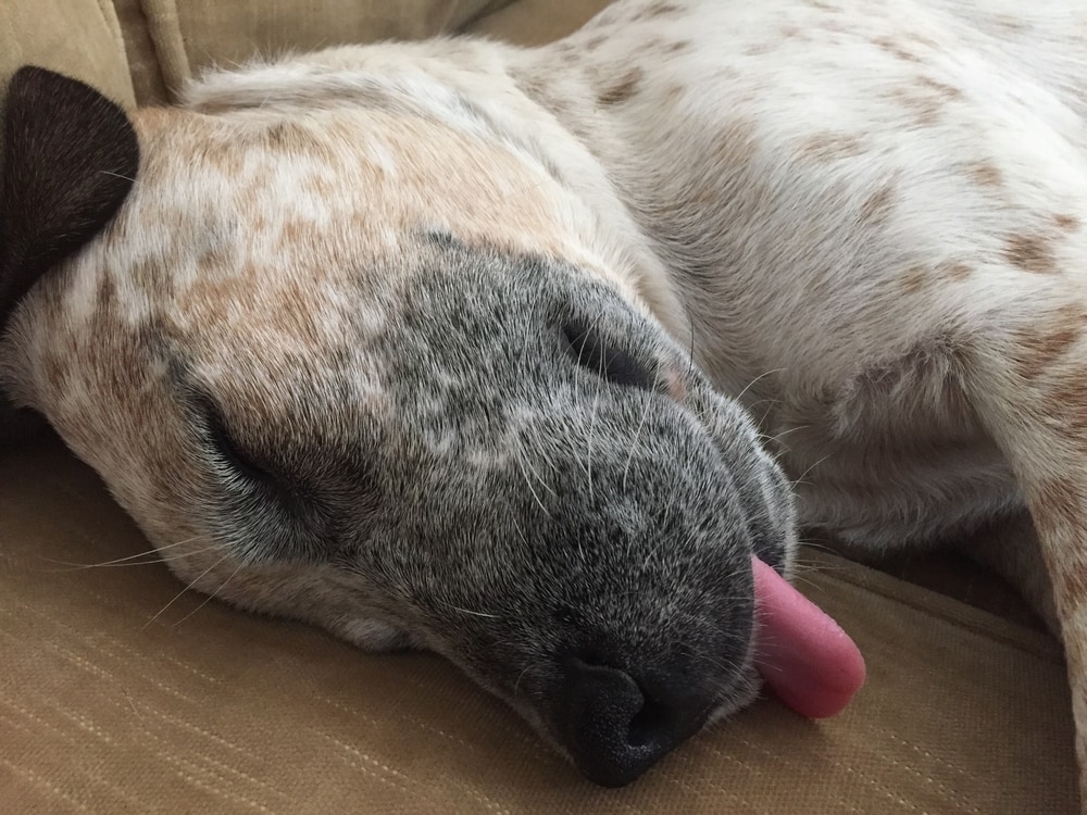 Spotted dog sleeping with his tongue out