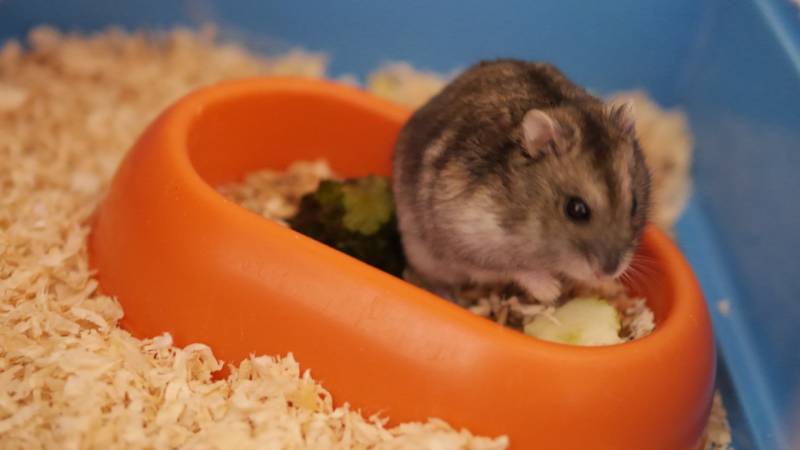Syrian Hamster Eating Zucchini
