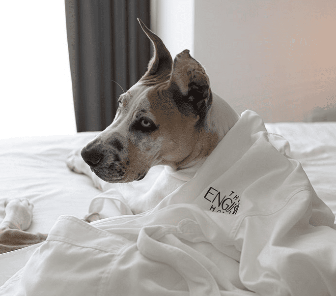The ENGLiSH Hotel, Las Vegas, a Tribute Portfolio Hotel_theenglishhotel