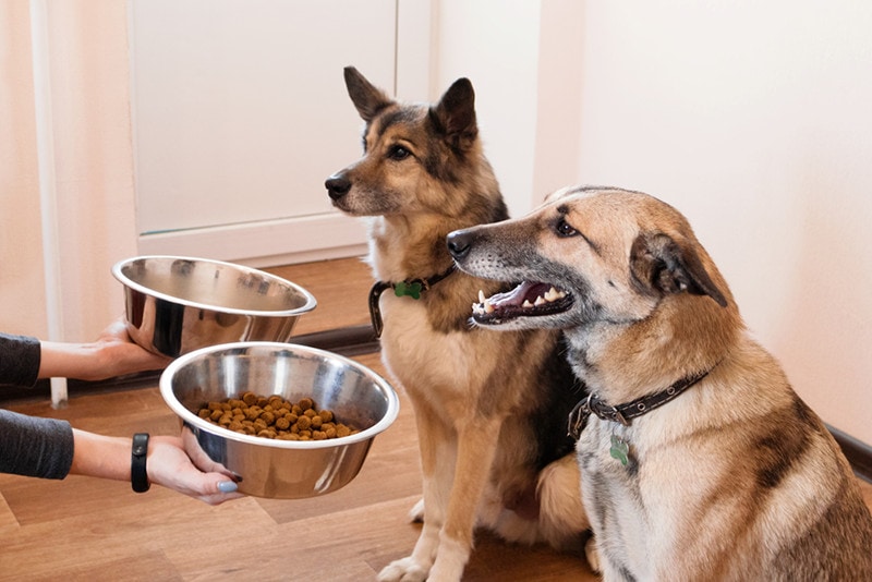 Two hungry dogs are waiting for feeding