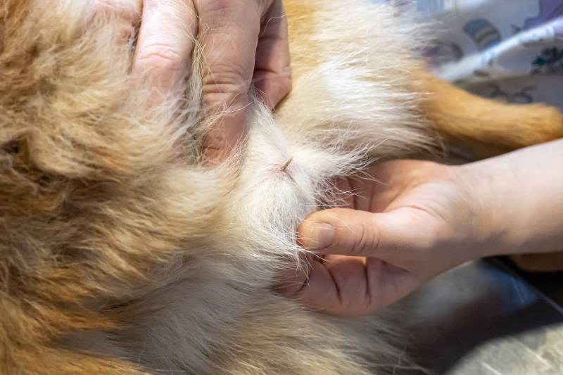 Veterinarian removing a grass seed stuck in a german shepherd dog
